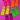 NEONS