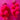 Neon - Pom Pom Earring - Pink